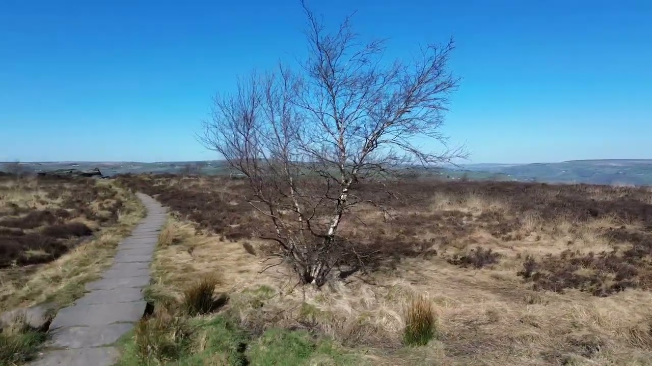 Birch tree on Norland Moor