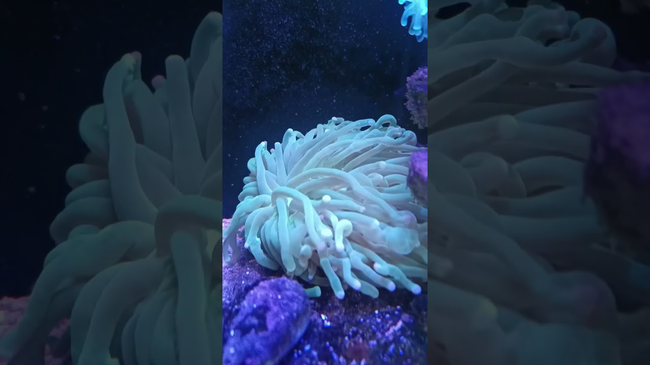 anemon piring plate anemone #anemone #seacreatures #youtubeshorts #shorts #shortvideo #foryou #fyp