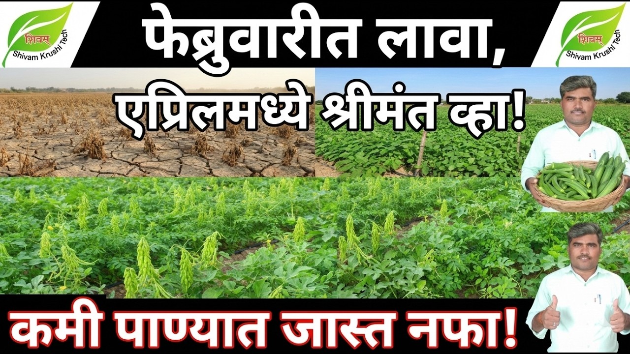 फेब्रुवारी-मार्चमध्ये लावा ही ५ पिके, होईल लाखात नफा! | उन्हाळी पीक नियोजन | unhali pike in marathi