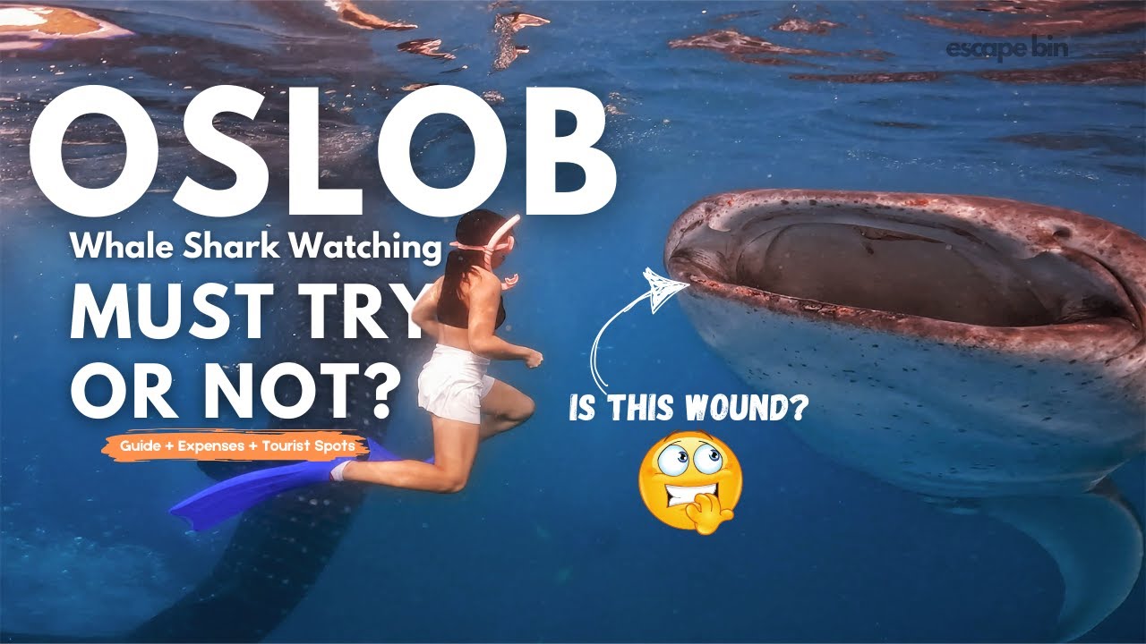 Oslob Whale Shark Watching 2025 | Complete Travel Guide + Budget (Escape Bin)