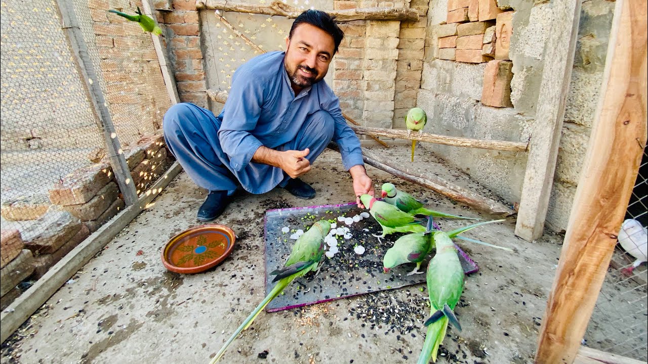 Raw parrotts ki all time favroute food kon si ha ❣️❣️🦜🦜