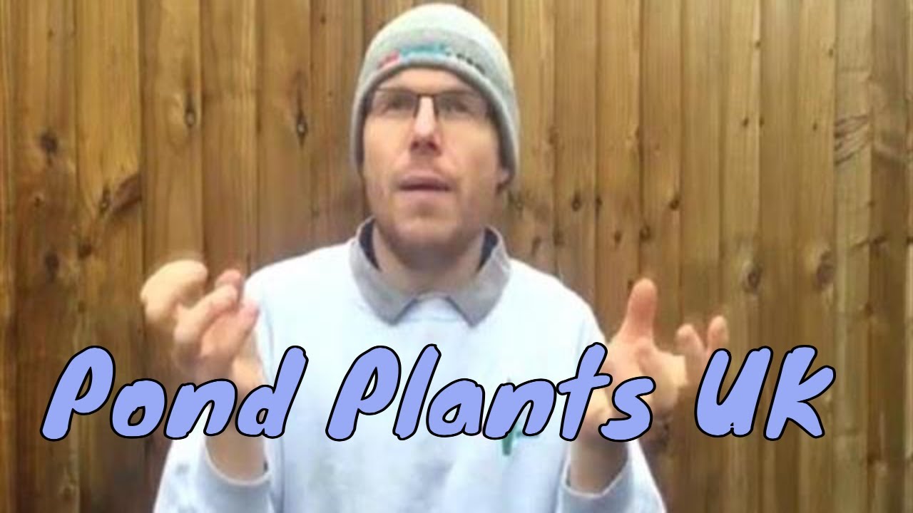 Pond plants UK and Water Plants, plants for garden ponds in the UK
