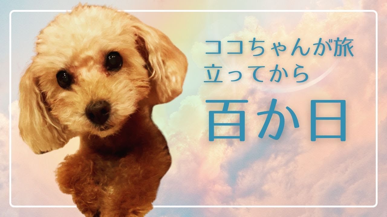 【愛犬】COCO ちゃんが旅立ってから百か日。