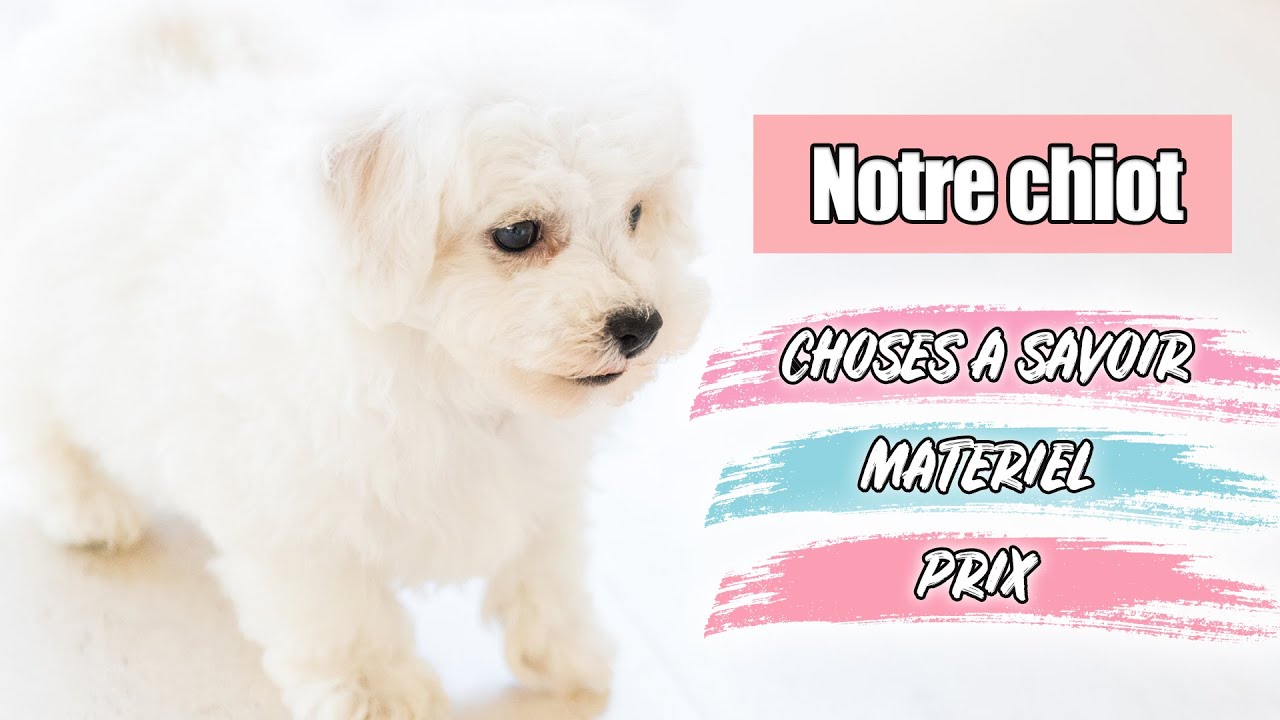 NOUVEAU BÉBÉ CHIEN 🐶 CHOSES À SAVOIR ! Bichon Frisé