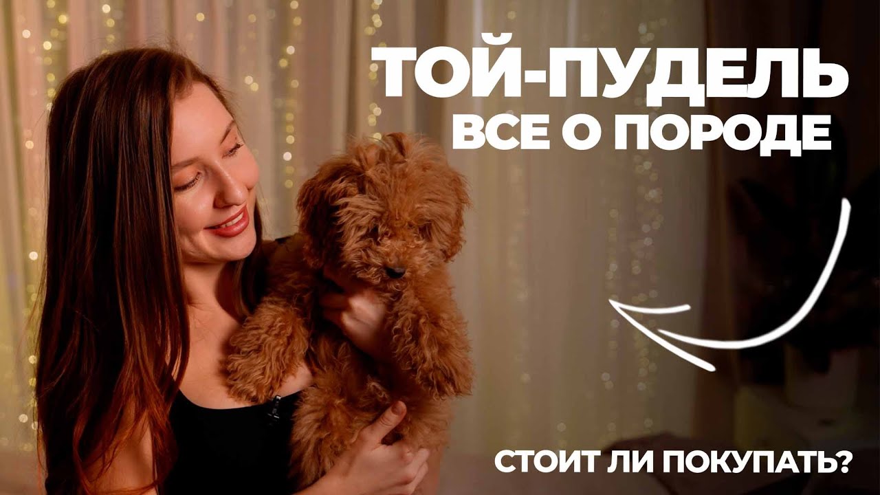 Той-пудель - все о породе! Кому подойдет? | Стоит ли покупать? Как дрессировать собаку? |  Мой опыт.