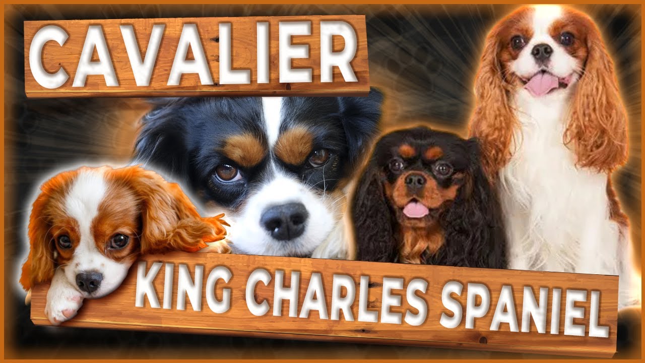 CAVALIER KING CHARLES SPANIEL - Tudo sobre a raça - #cavalierkingcharles