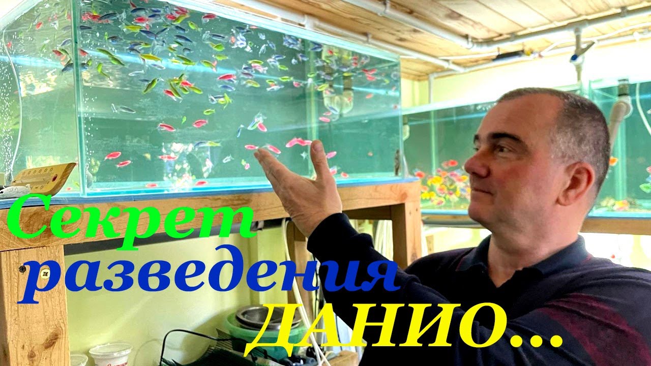 Данио глофиш размножение Как размножаются данио Нерест данио