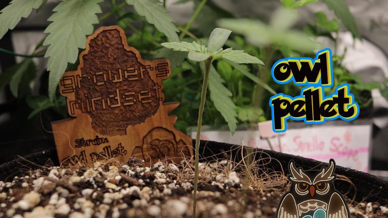 OWL PELLET MYSTERY STRAIN  - germinating autoflowers #nightowl #organic #easy #garden #gardening