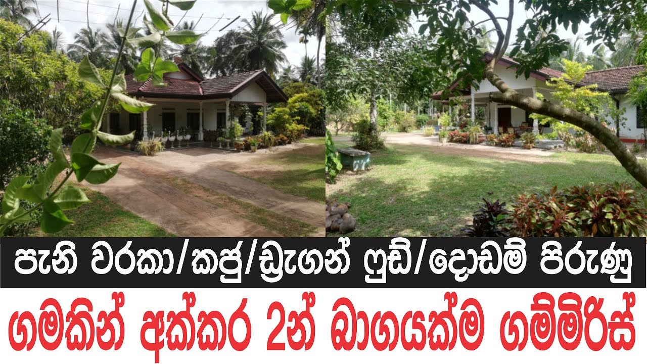 අක්කර 2 ගෙදර|ඇපල් පේර|ගම්මිරිස්|පොල් ගස් |Low Budget House Sale in Sri Lanka|@ApeSuduMalli-සුදුමල්ලි
