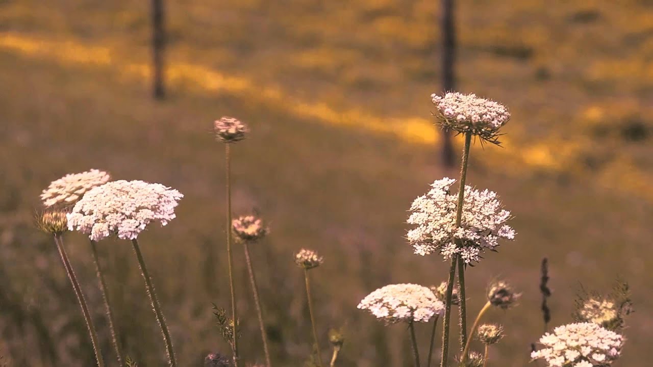AF100 scene file test