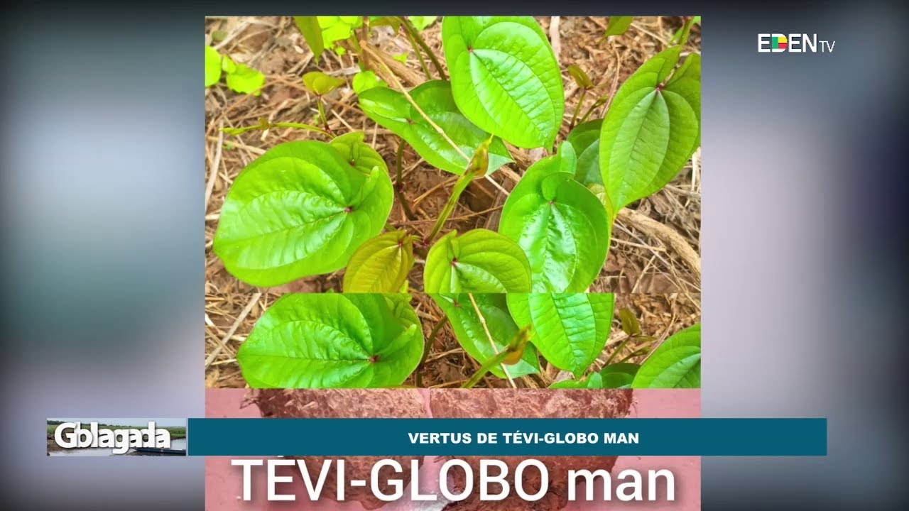 Les vertus de Tévi-Globo Man | Nuyendévo