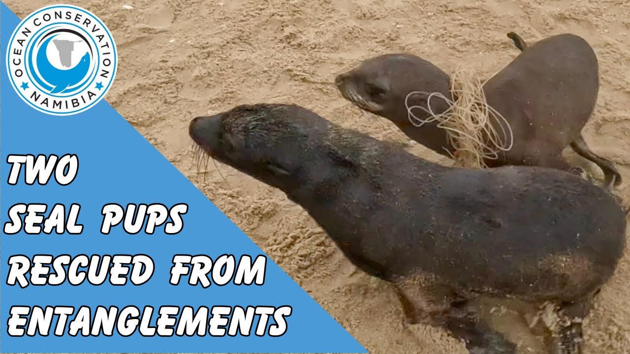 Two Seal Pups Rescued From Entanglements