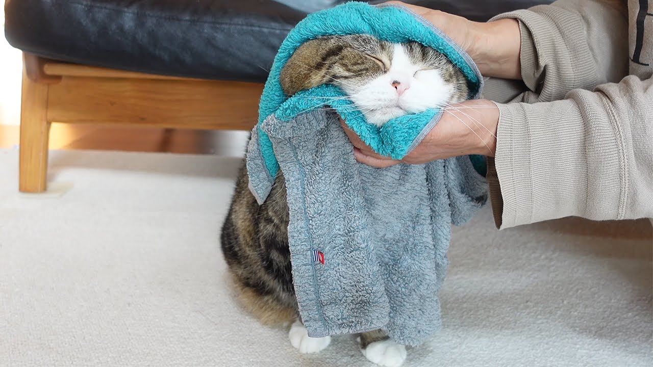 蒸しタオルで美しさを保つねこ。-Maru keeps his beauty with a steamed towel.-