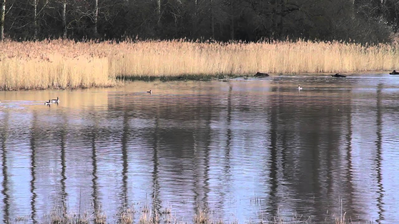 Etang de la Dombes - mars 2015