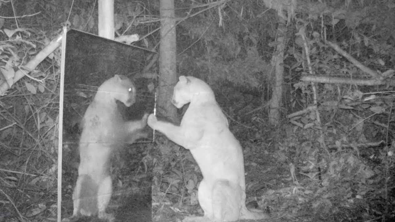 Amazing Reactions From Animals Looking In Mirrors