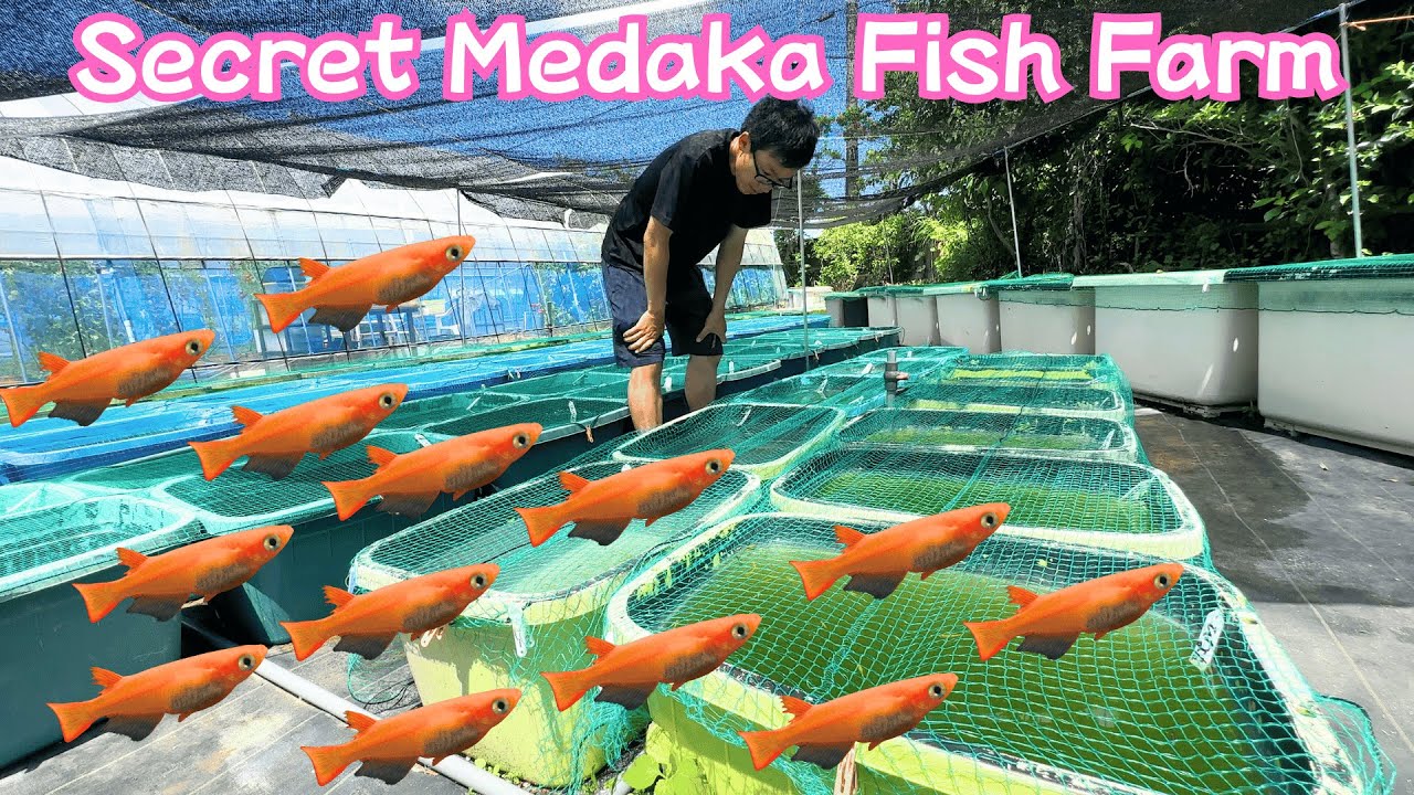 Inside a Secret Japanese Ricefish (Medaka) Breeder’s Fish Farm!