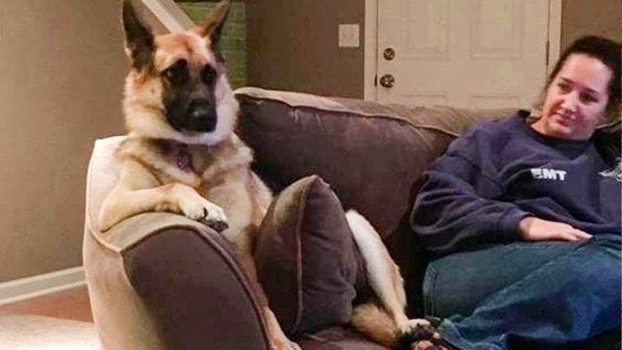 This is why GERMAN SHEPHERDS are the FUNNIEST DOGS in the Worl