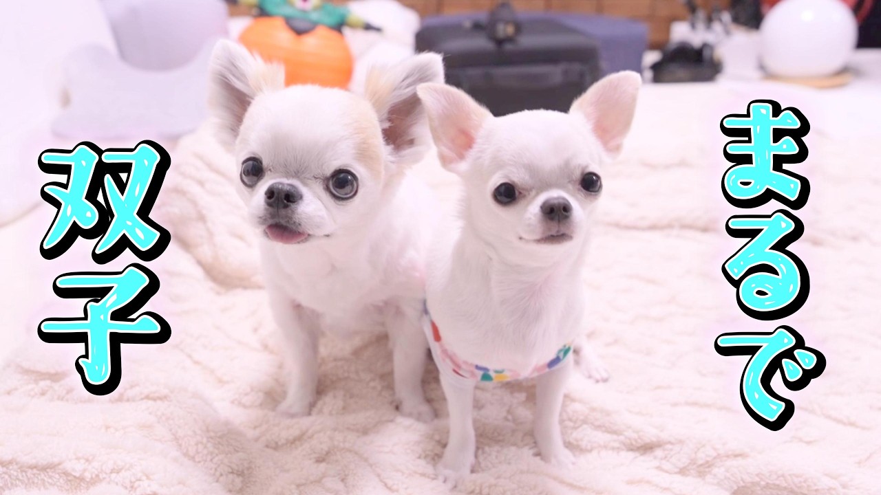 【チワワ】年齢差7歳なのにサマーカットしたら双子みたいになりました♪