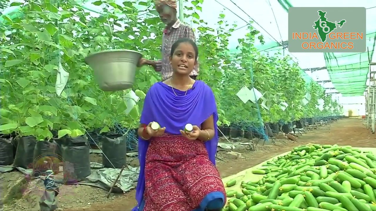 Cucumber cultivation | Polyhouse farming | India Green Organics | Puthuyugam TV | Pengal choice