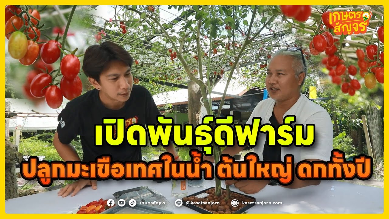 พันธ์ุดีฟาร์ม ปลูกมะเขือเทศในน้ำ ให้ผลผลิตหลายพันลูก! ต้นใหญ่ ดกทั้งปี  | เกษตรสัญจร