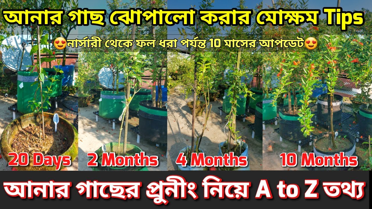 আনার গাছের প্রুনীং ও যত্ন পরিচর্যার A to Z তথ্য। Care and Pruning Of Pomegranate Plant। #Pomegranate