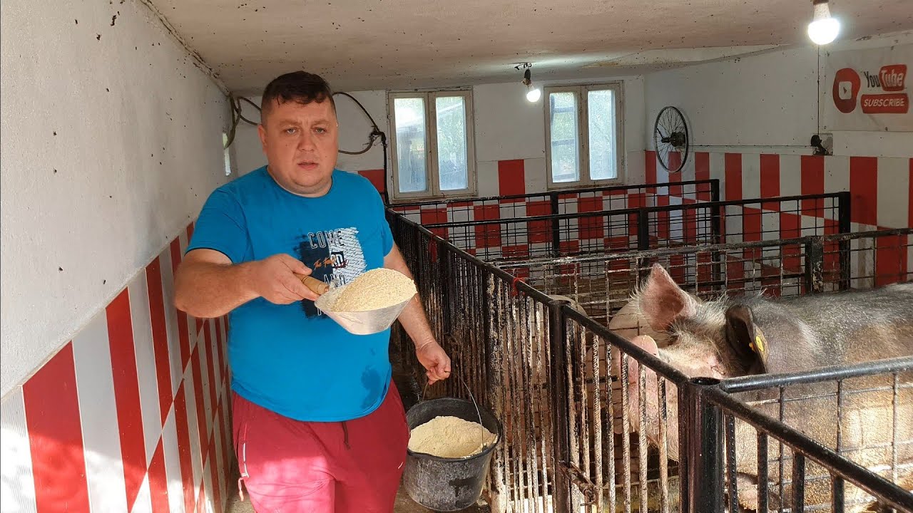 ‼️CÂT MĂNÂNCA UN PORC PE ZI‼️