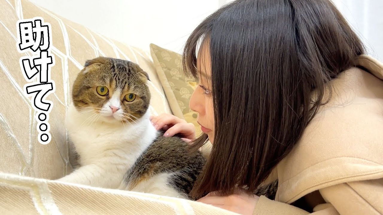 ママに追い込まれて逃げ場を失った猫の悲鳴が切ない…