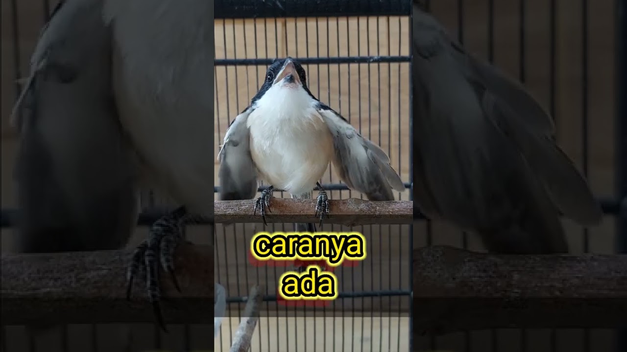 Cendet miyik ,begini cara mengatasinya