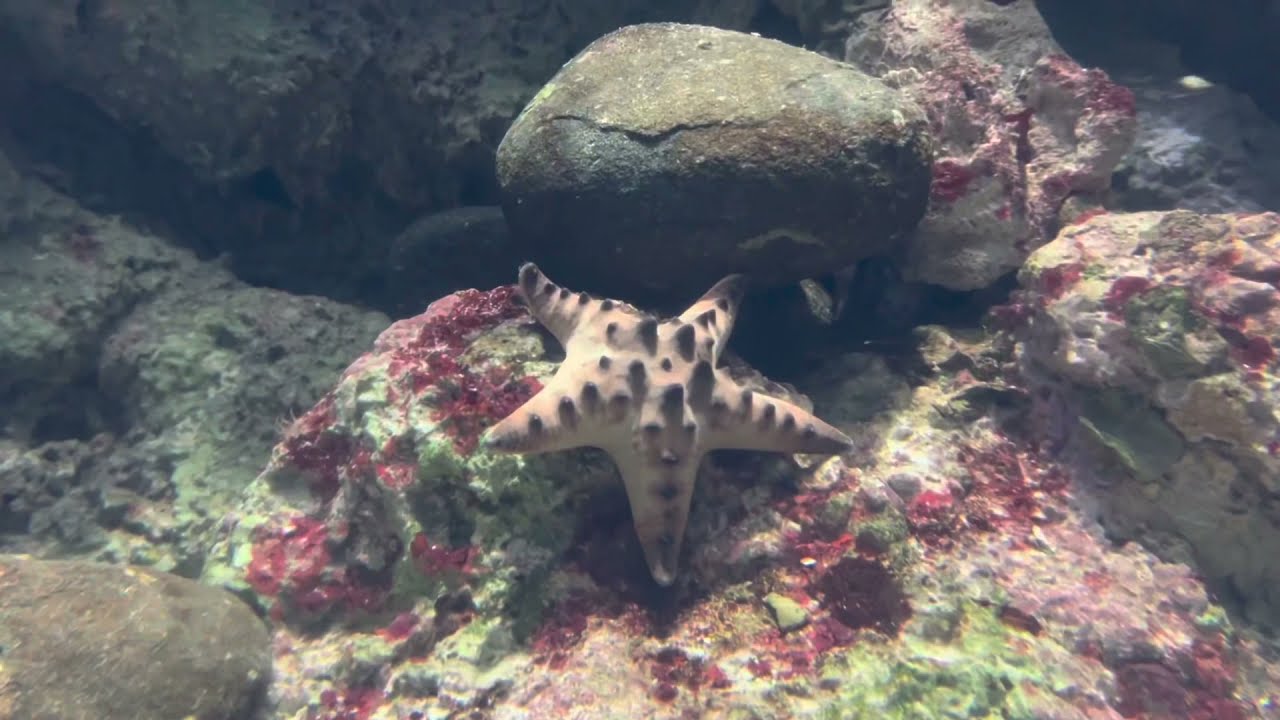 S.E.A. Aquarium Singapore 2022 | Shot on iPhone 13 Pro | 4K