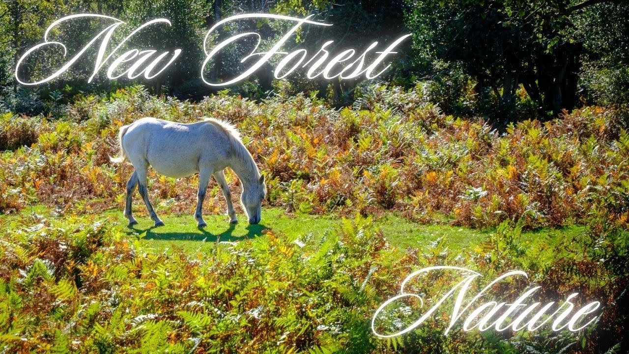 Exploring the New Forest with Kids 🌿 Ponies, Mushrooms & Mini Discoveries