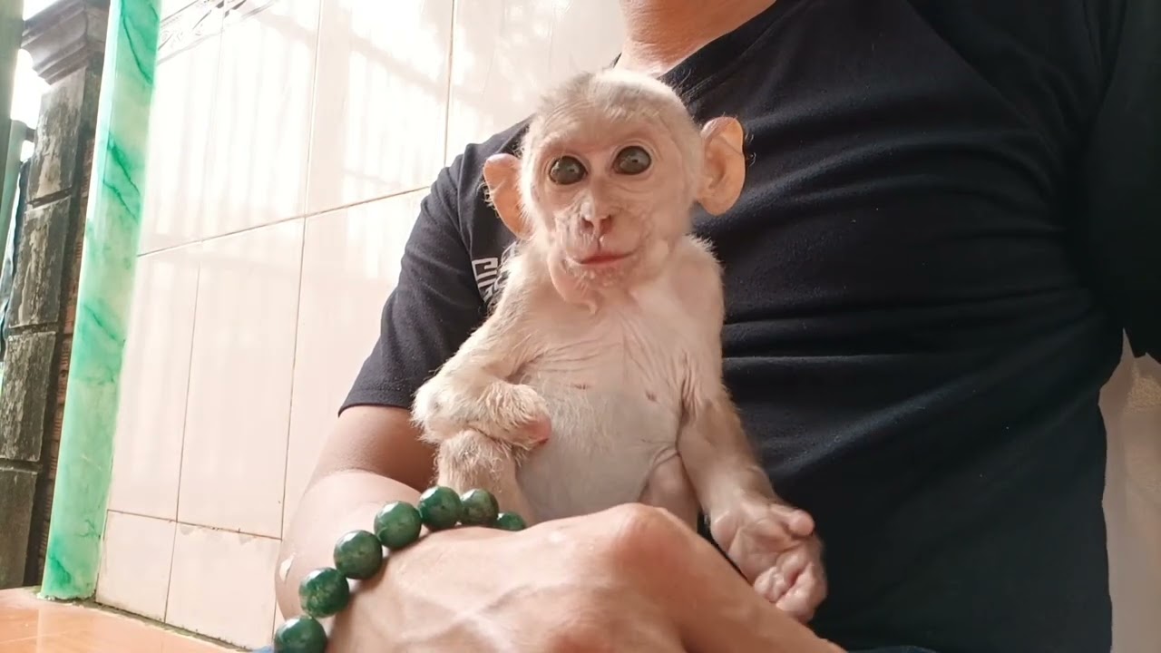 let my amputee monkey go play and learn to climb trees and eat