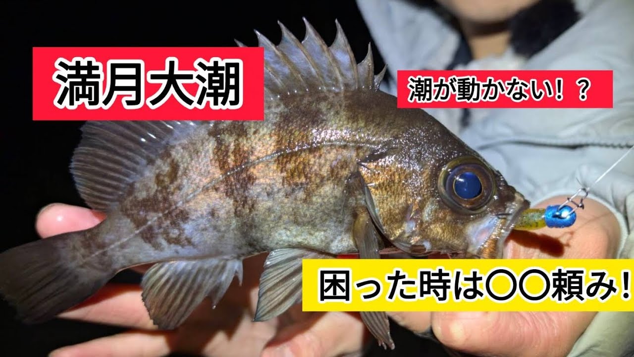 【メバル】困った時はこれで釣れ！