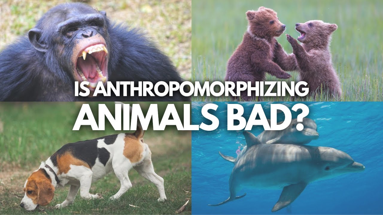Is it Bad to Anthropomorphize Animals?