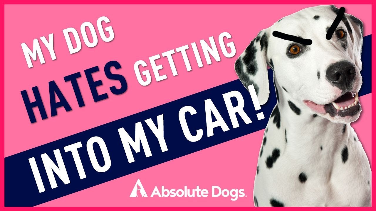 My Dog Hates Getting Into My Car