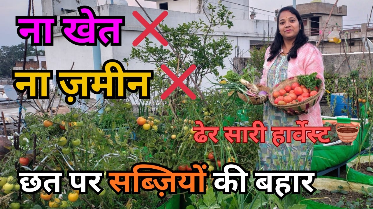शहर में रहते हुए भी छत पर खेती का मज़ा | Terrace Gardening India | Organic Kitchen Garden Tour