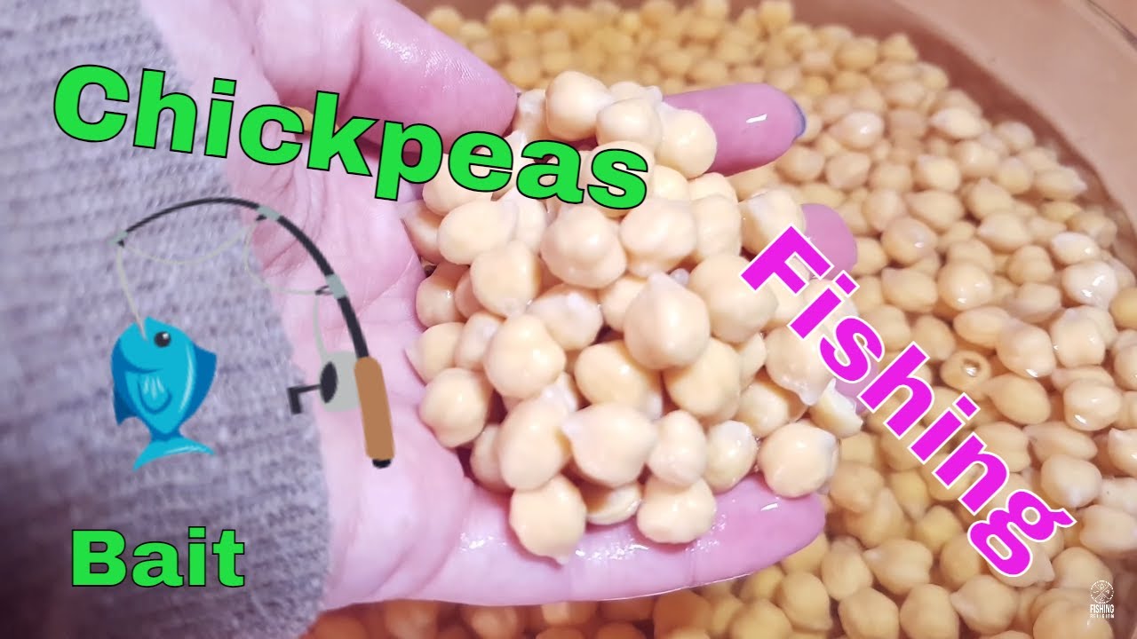 Natural fishing bait: How to soak, cook and dip chickpeas