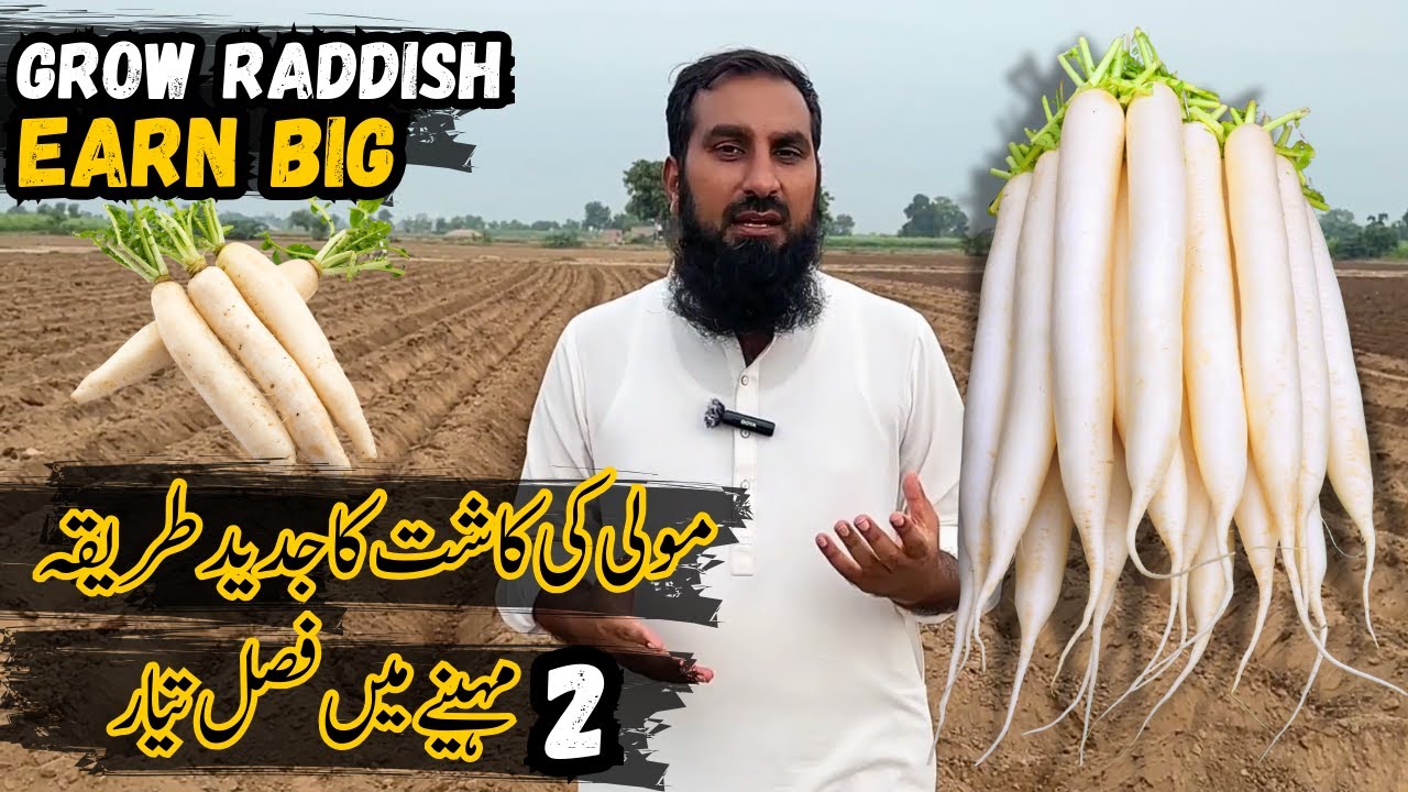 Cultivation of radish and turnip (مولی اور شلجم کی کاشت) |How to grow |Profitable farming |IR FARM