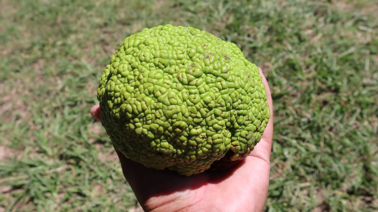 Naranja de Luisiana - Maclura pomifera - Naranjo de Osage