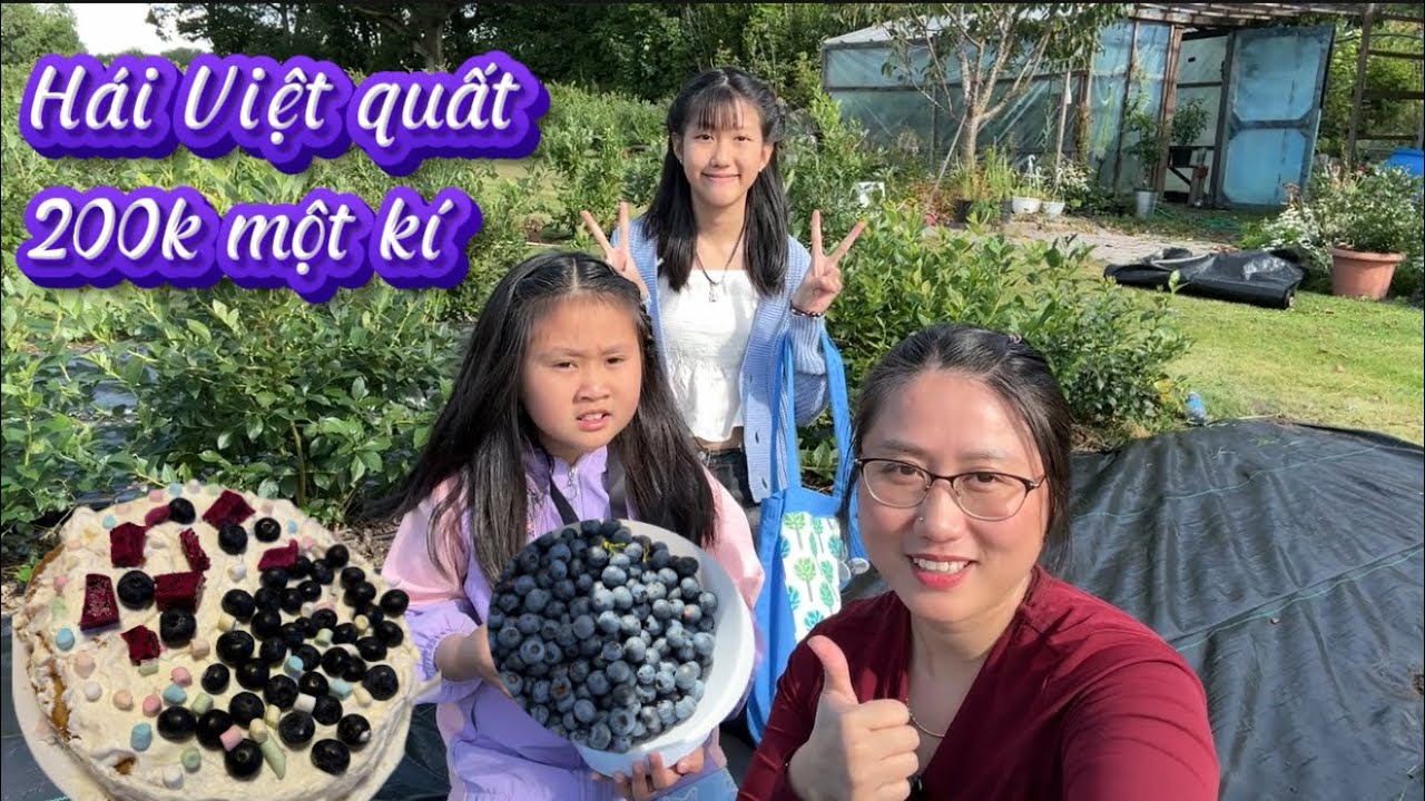 498/ Chủ Nhật Nhẹ nhàng ở Vườn Việt quất Bắc Âu cuối mùa trái to N hái làm bánh kem …