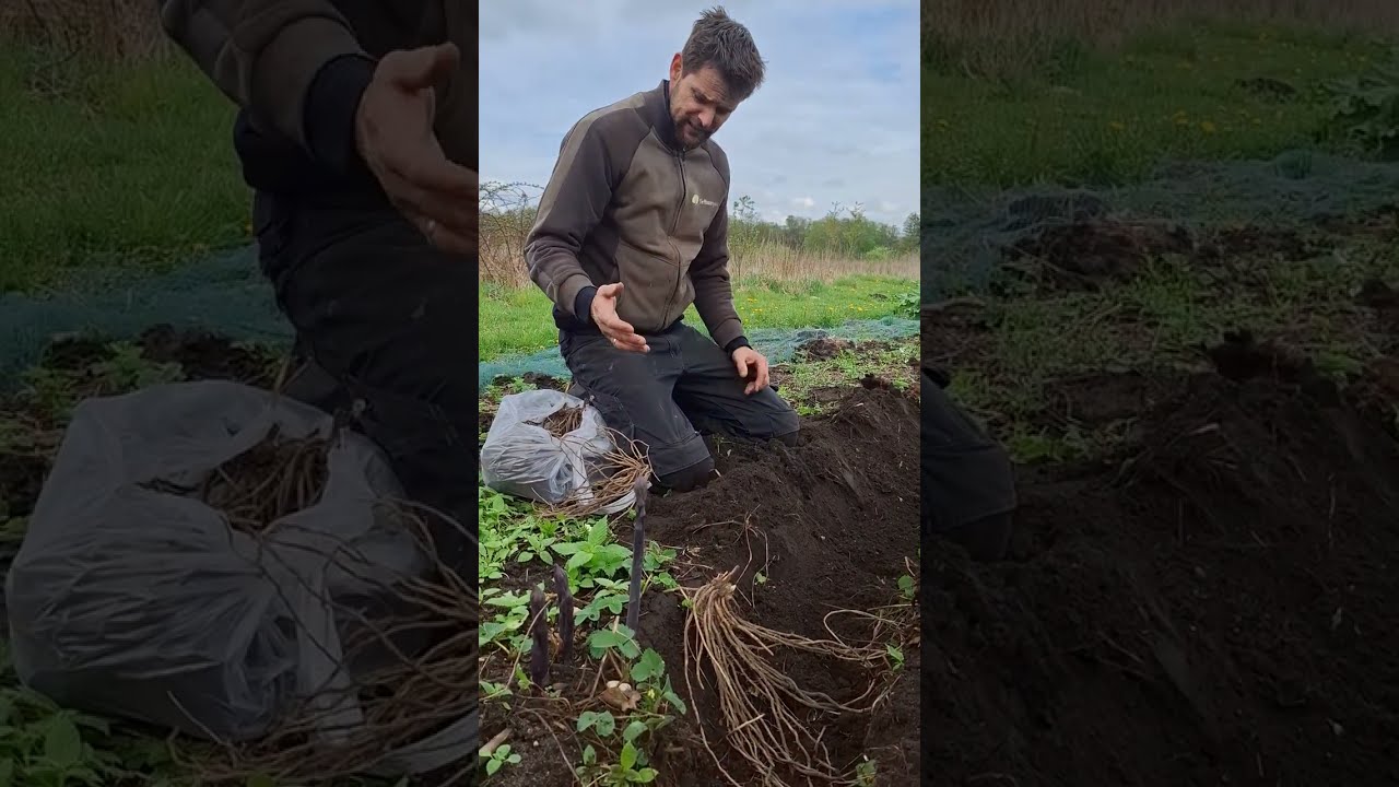 Hoe Groene Asperges planten?Hier zijn nuttige tips ( ook voor permacultuur zelfoogsttuinen)