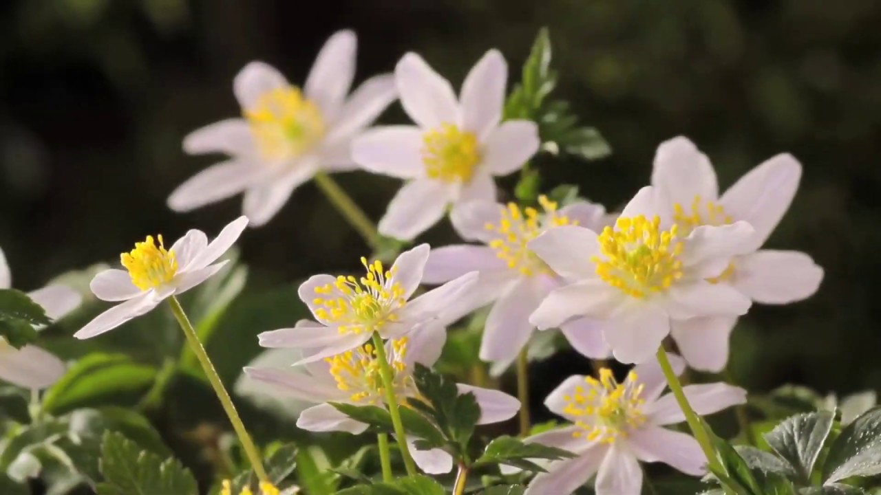 Bring Flowers of the Rarest (Queen of the May)
