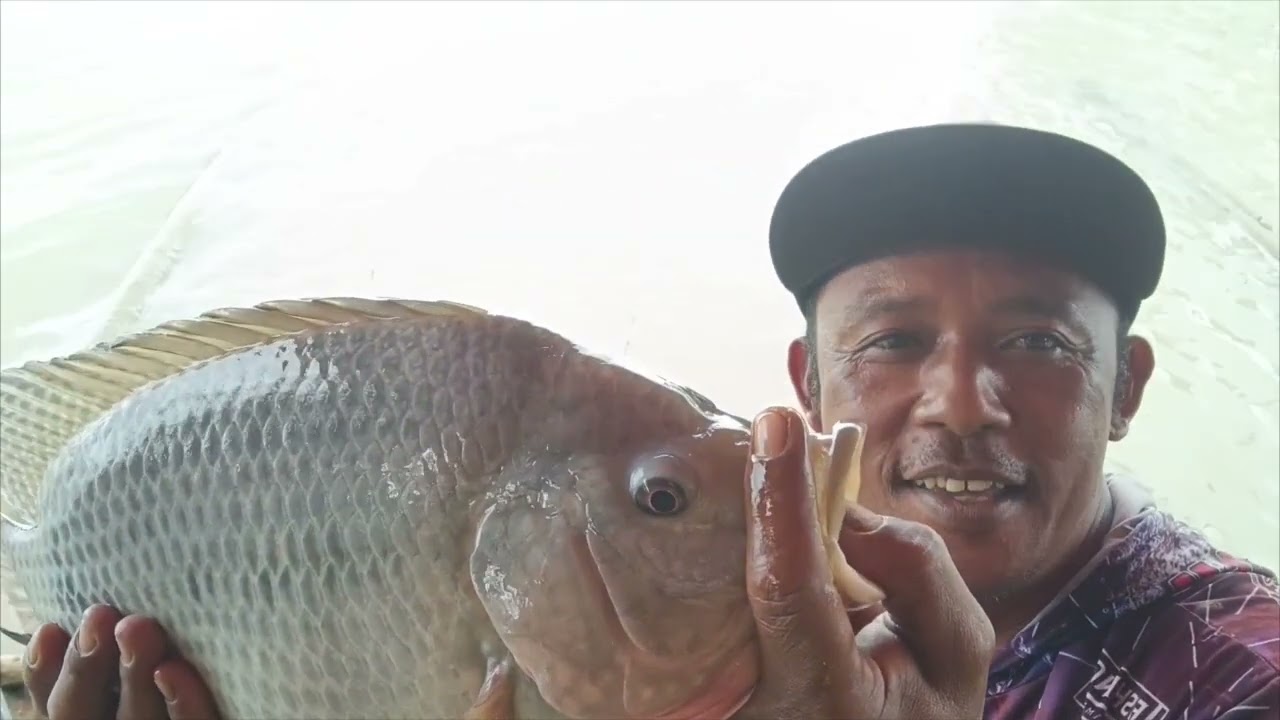 Mancing trbaru nila purba sadawarna🤟