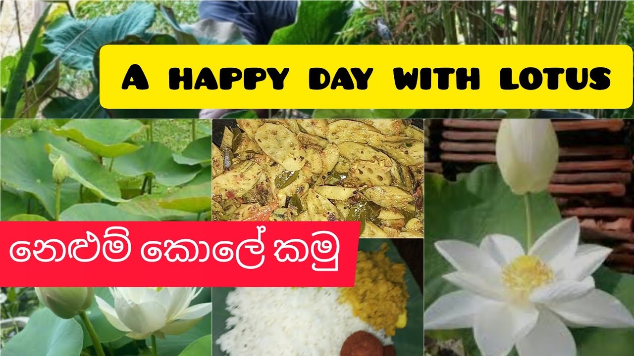 A day with lotus and full of love and happiness ❤💮❤💮නෙලුම් මලුයි.. කොලයි..අලයි..එක්කම නෙලුම් හිටවමු🍲