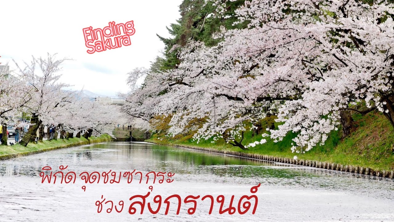 พิกัดจุดชมซากุระที่ญี่ปุ่น ช่วงสงกรานต์ อัพเดทล่าสุด เมษายน 2023 #findingsakura #myaketrip #japan