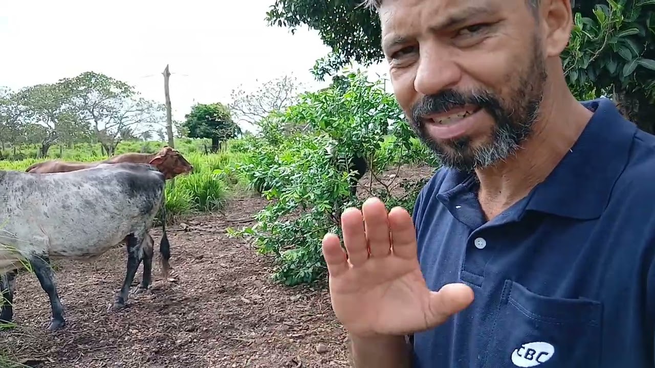 Vacas no aluguel de pastagem 