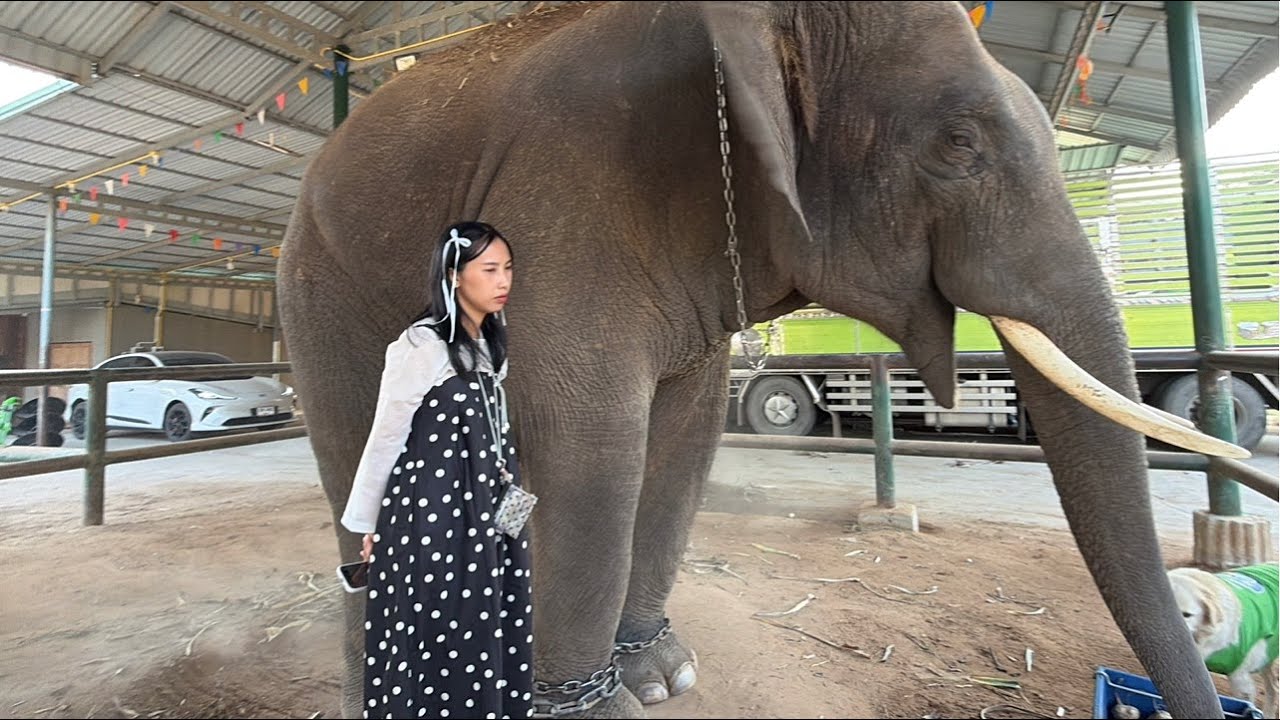 พูดคุยElephant Thailand