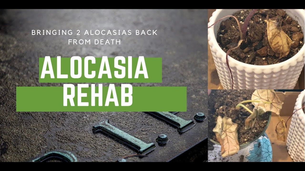 Alocasia Rehab
