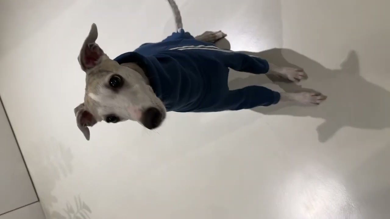 Misja: Aptus&reg; BonBelly &ndash; whippet na tropie smaku