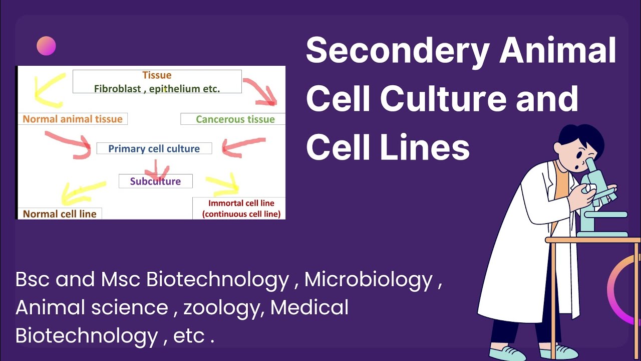 Secondary cell culture in hindi | Cell Lines in hindi | Bsc and Msc #biotechnology #zoology