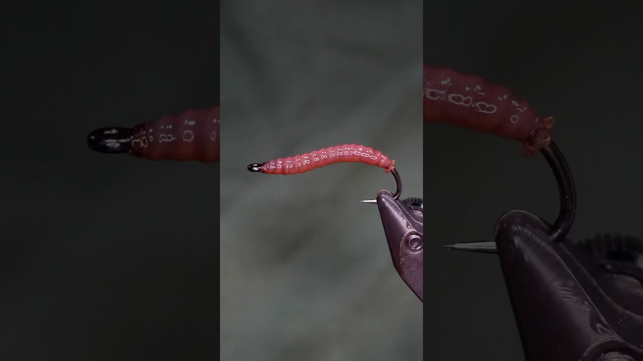 Cranefly Larva!